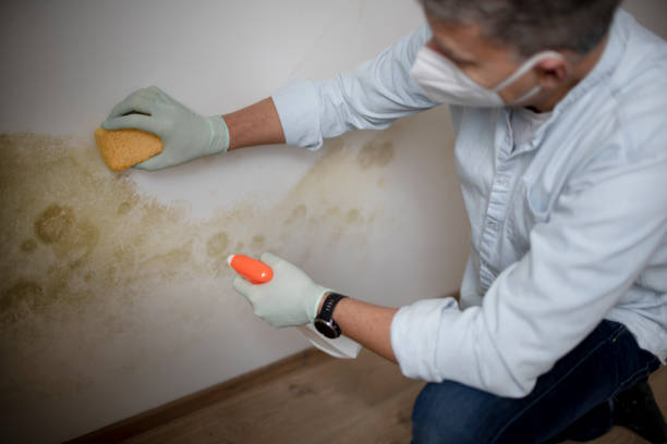 Best Residential Mold Remediation in Lebanon, OH