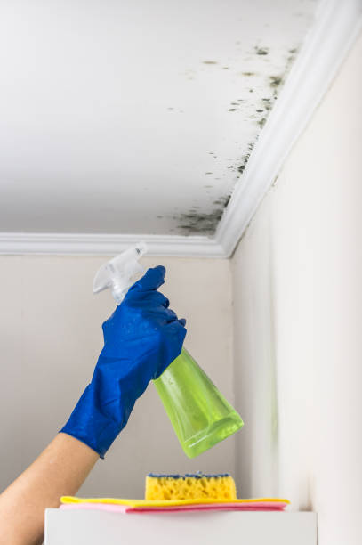 Best Attic Mold Remediation in Lebanon, OH